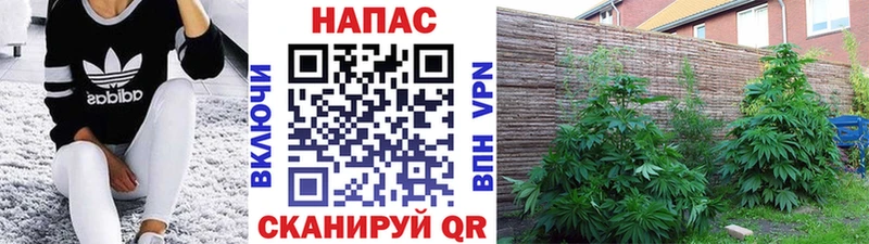 Каннабис планчик  Свирск 